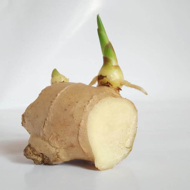 ginger sprouting