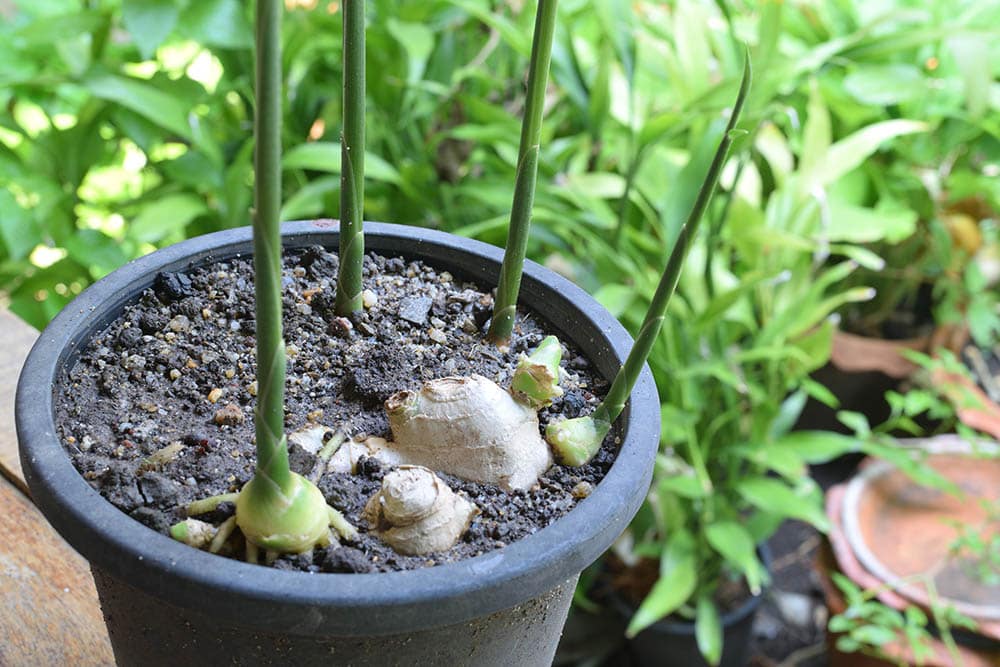 Ginger sprouts in plastic pot