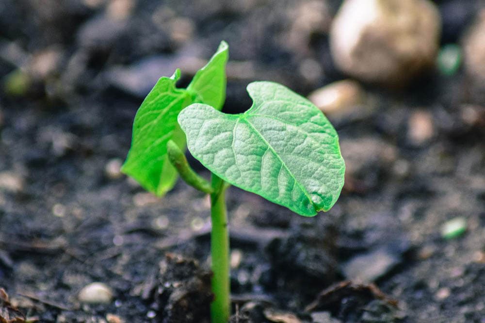 green bean seedling