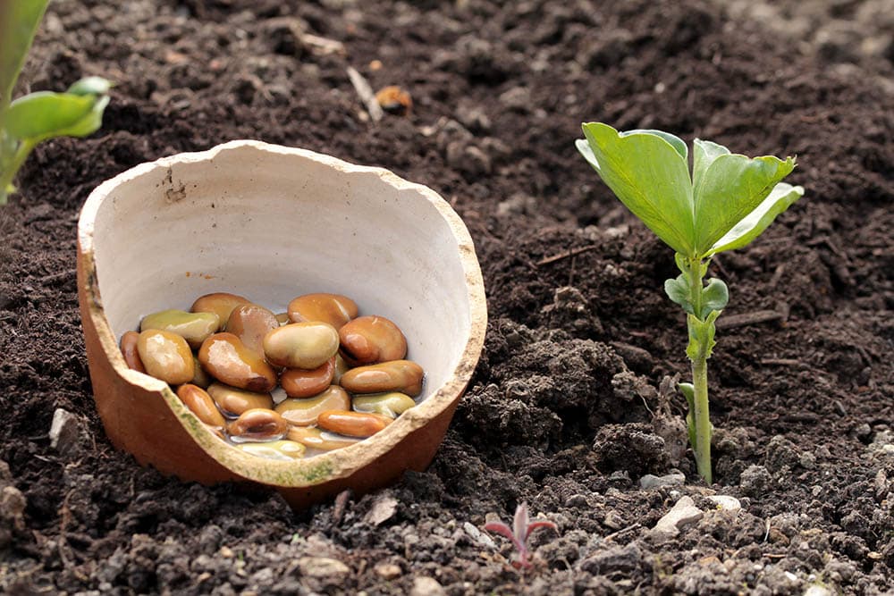 green beans seeds and a seedling