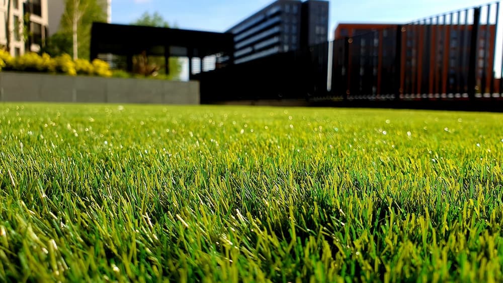 green grass field photo