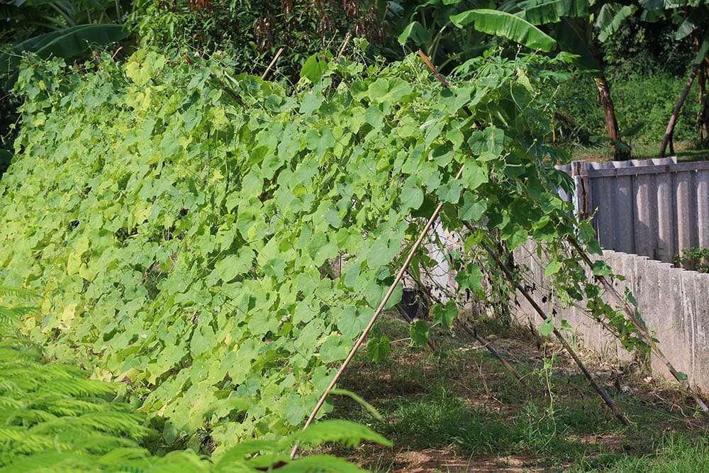 Growing zucchini on a trellis