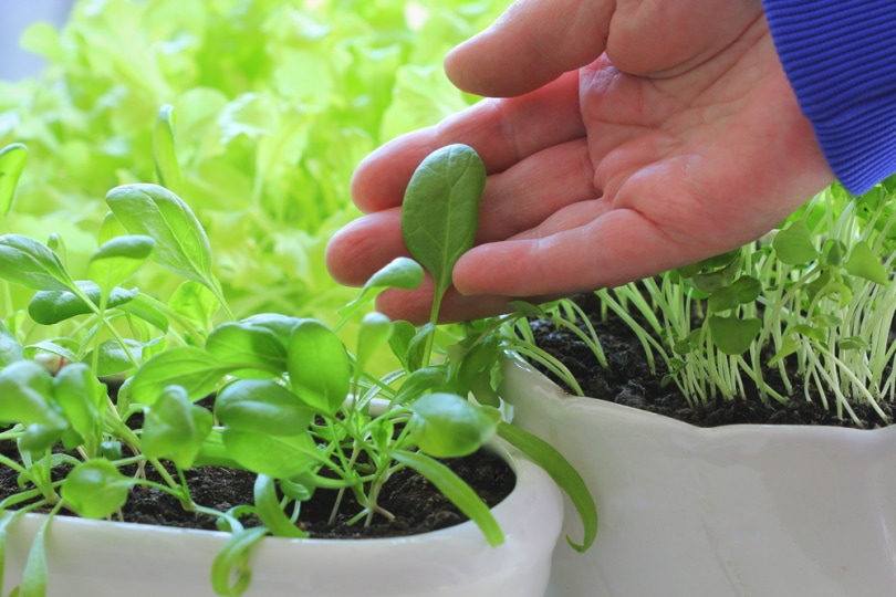 hand holding spinach seedlings