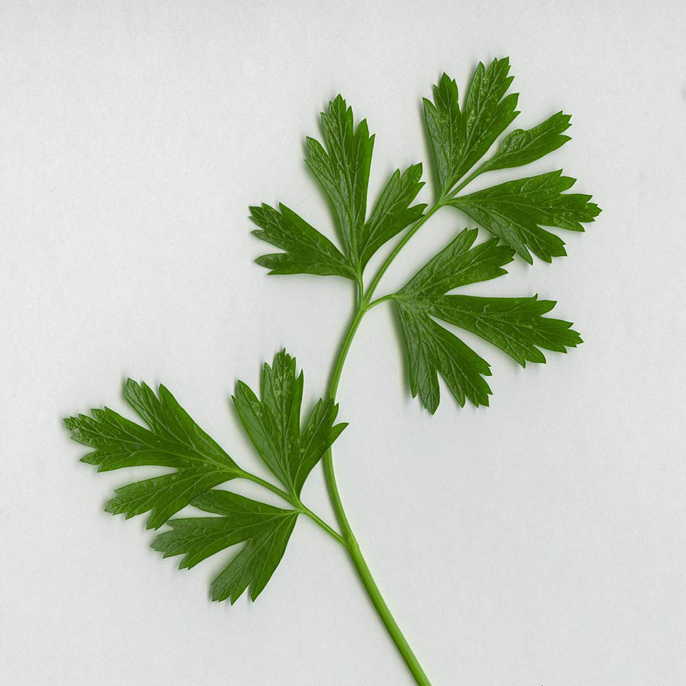 harvested parsley