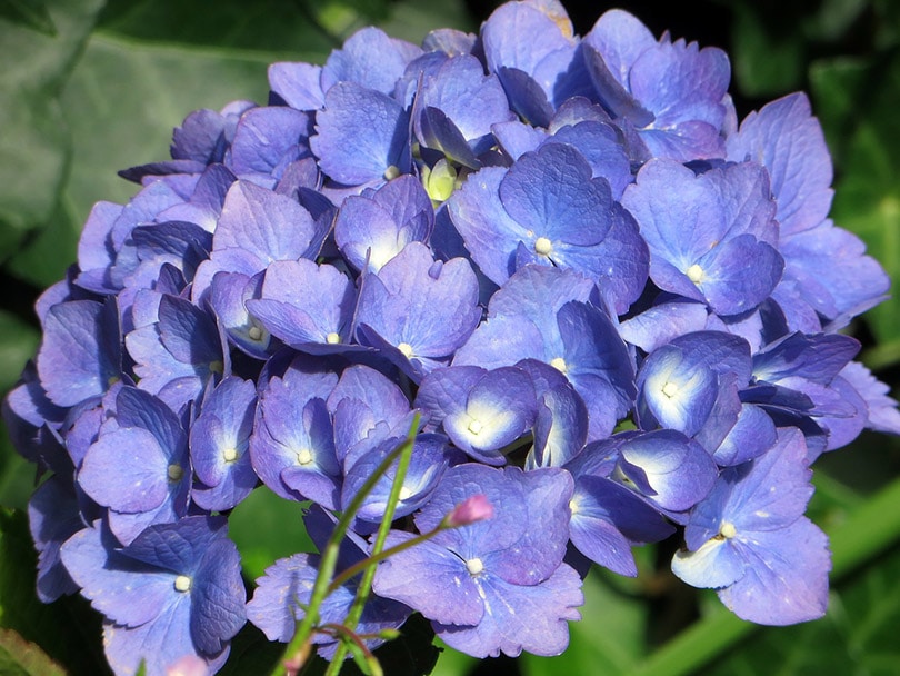 hydrangea macrophylla plant