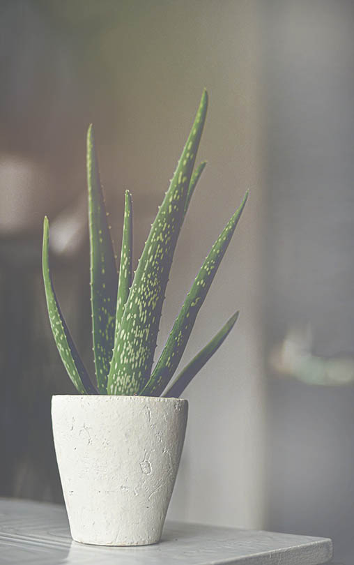 indirect sunlight on aloe vera