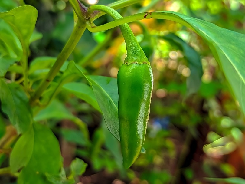 jalapeno close up