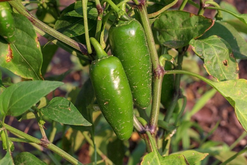 jalapeno pepper plant