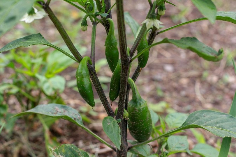 jalapeno plant
