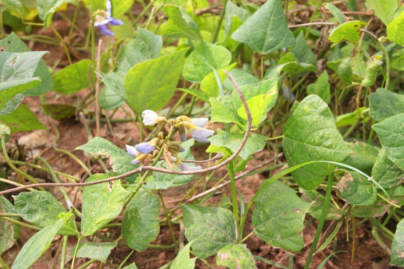 jicama plant