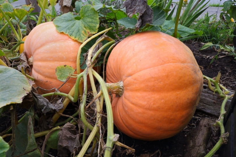 large pumpkin on the vine
