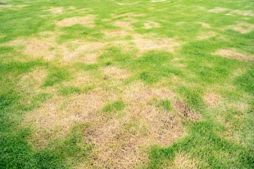 lawn with disease