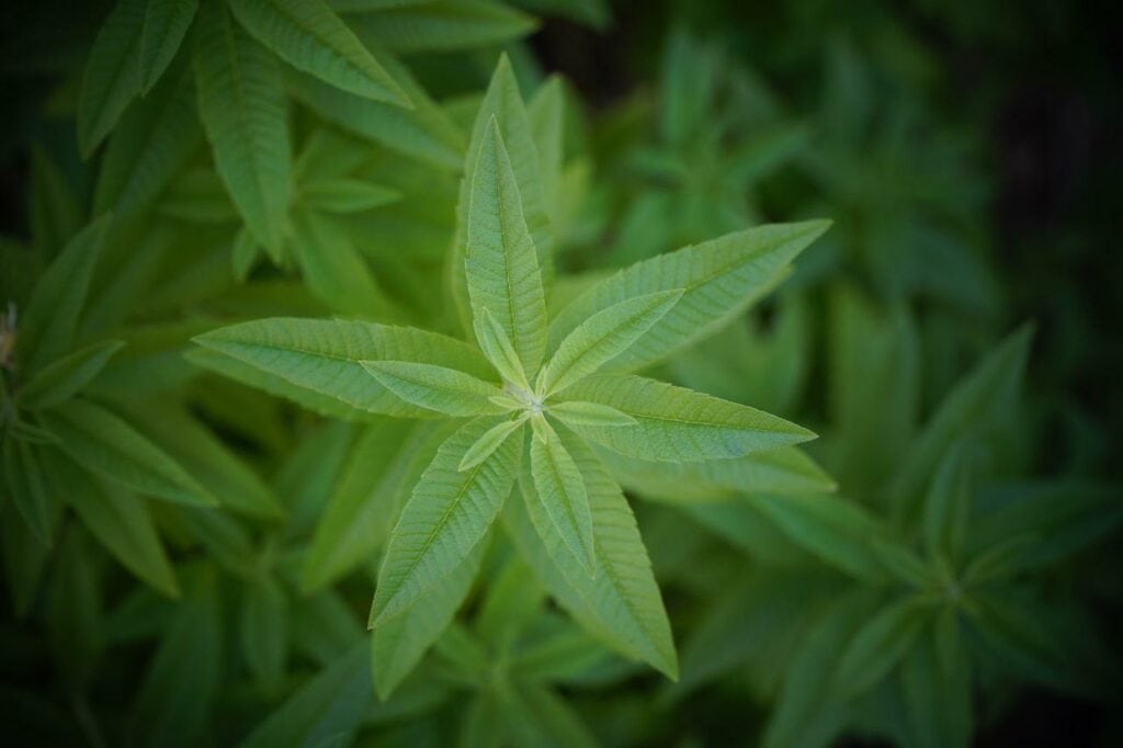 lemon verbena