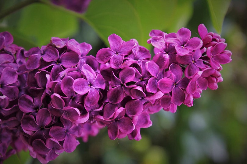 lilac bush