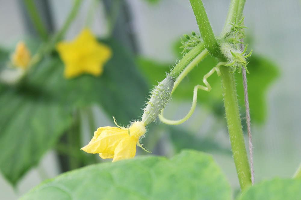 little cucumber growing
