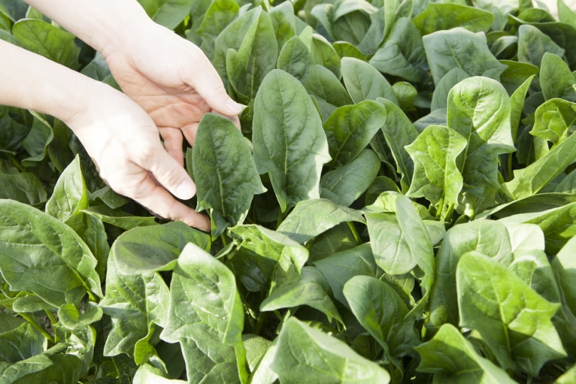 man harvesting spinac