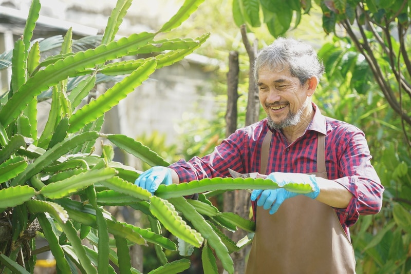 man pruning dragon fruit