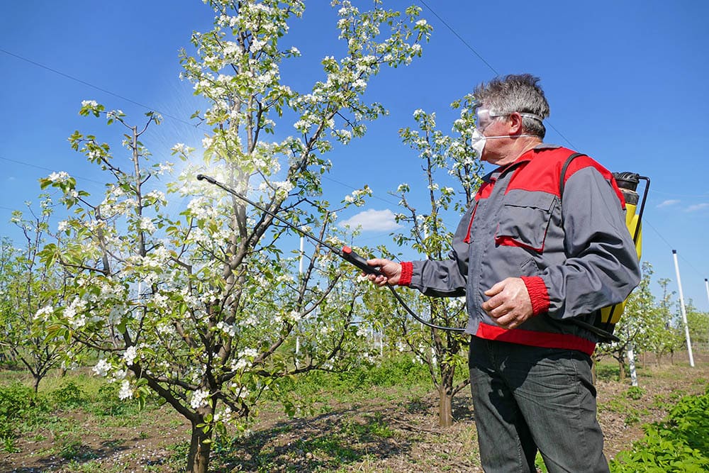 man spraying in an apple tree orchard