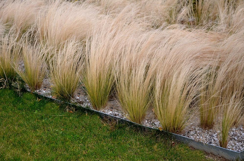 metal edging installed in the lawn