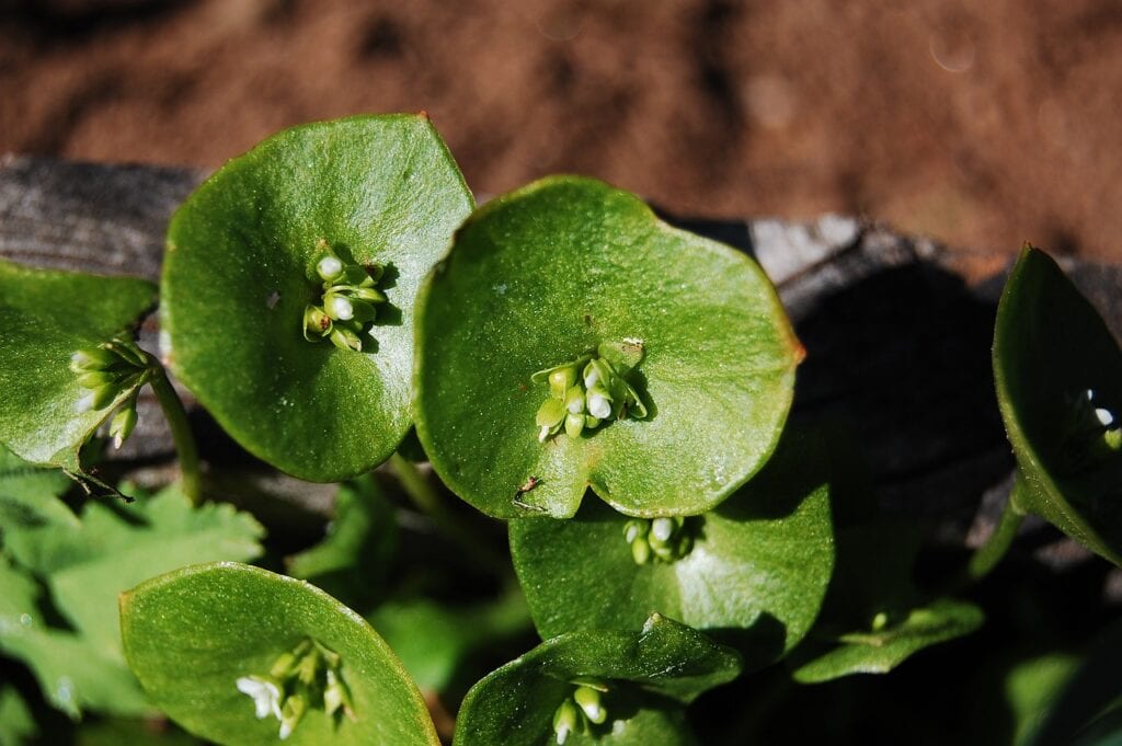 miner's lettuce