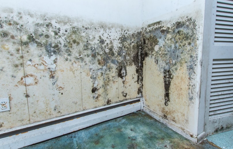 molds in the wall