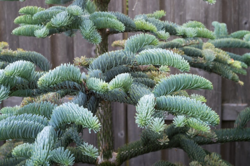 Balsam F