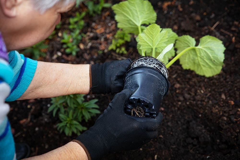 old woman planting zucchini seedling