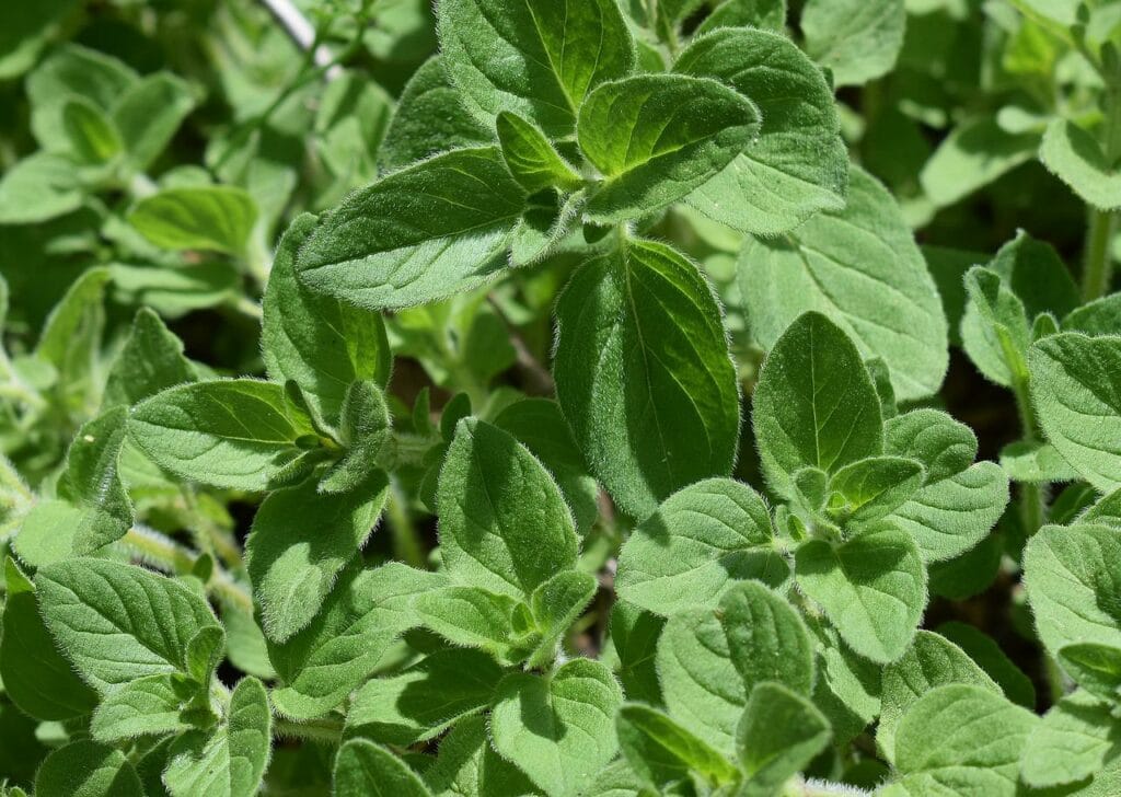 oregano