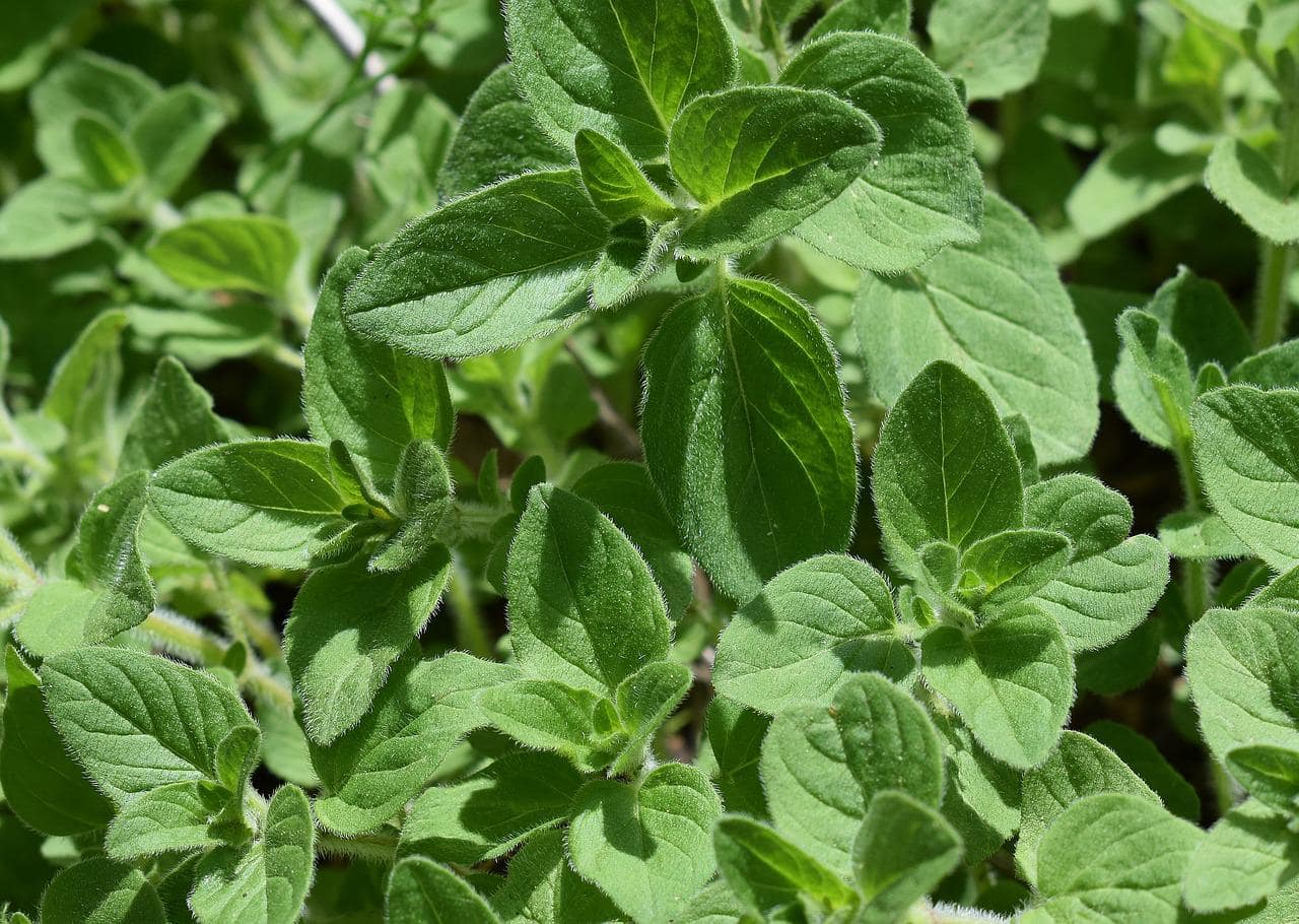oregano