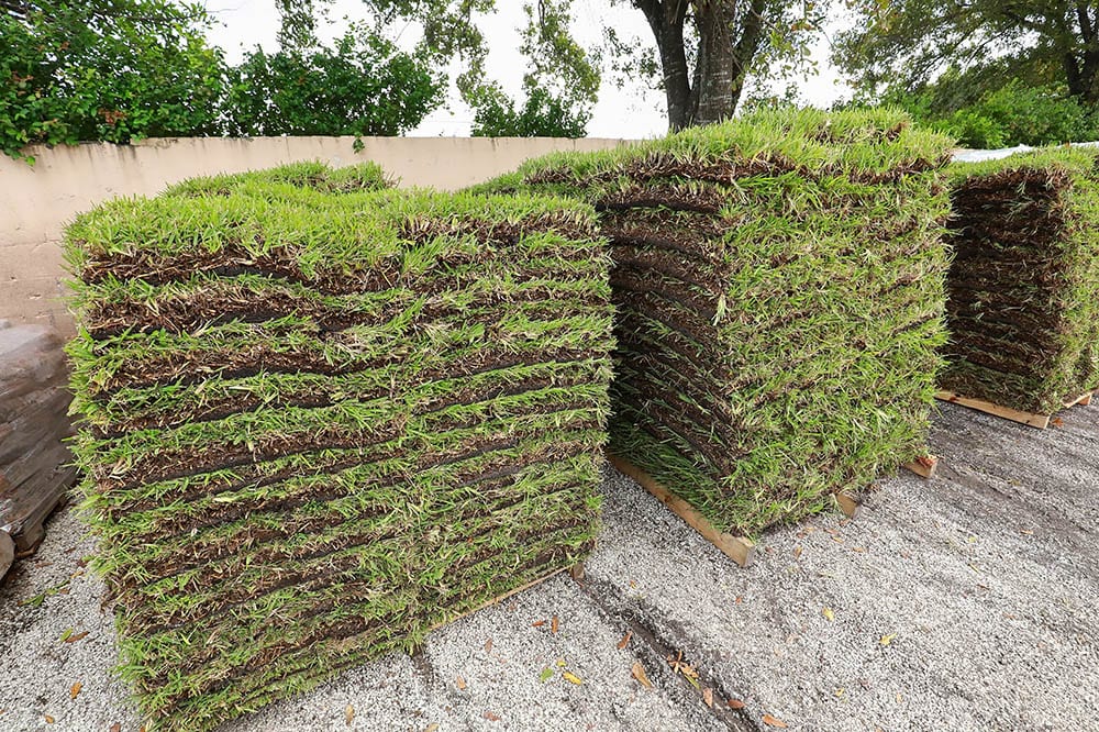 Pallets of palmetto St. Augustine grass
