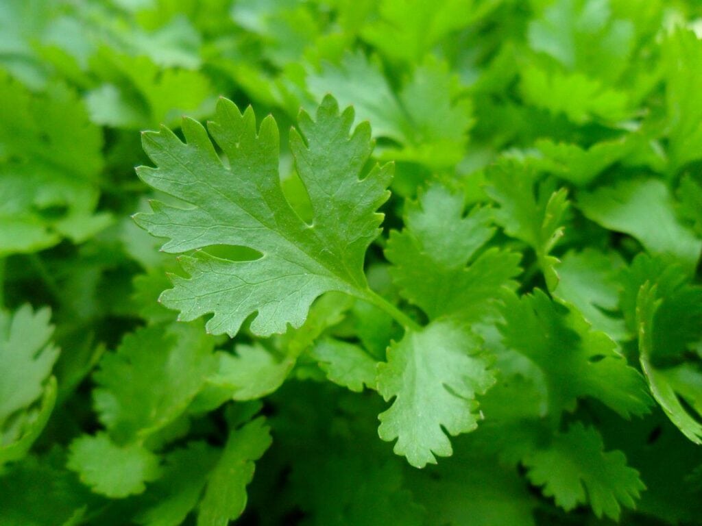 parsley