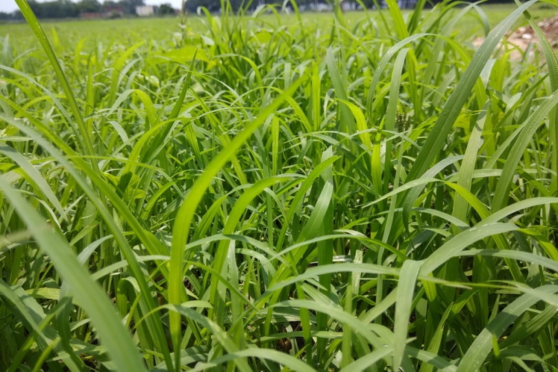 perennial ryegrass