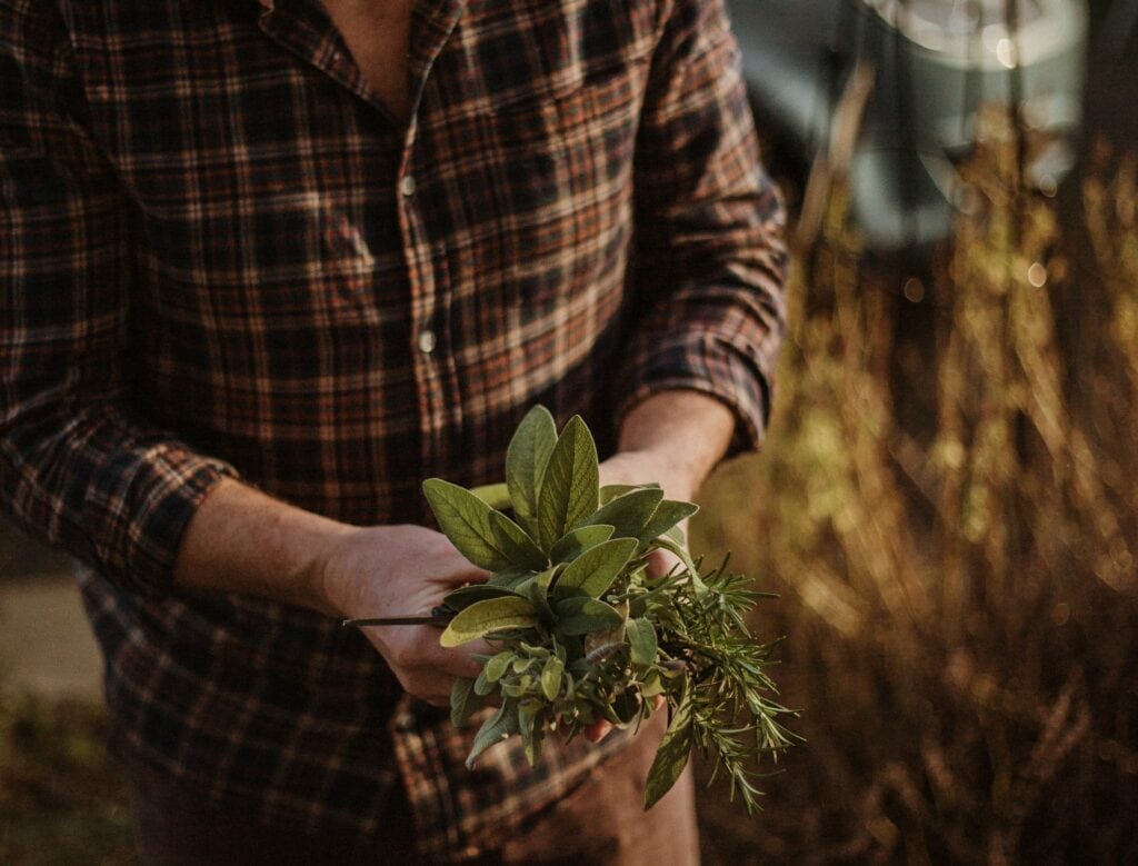 person holding different types of herbs