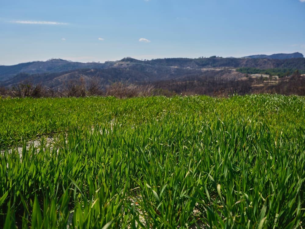 photo of grass and mountain