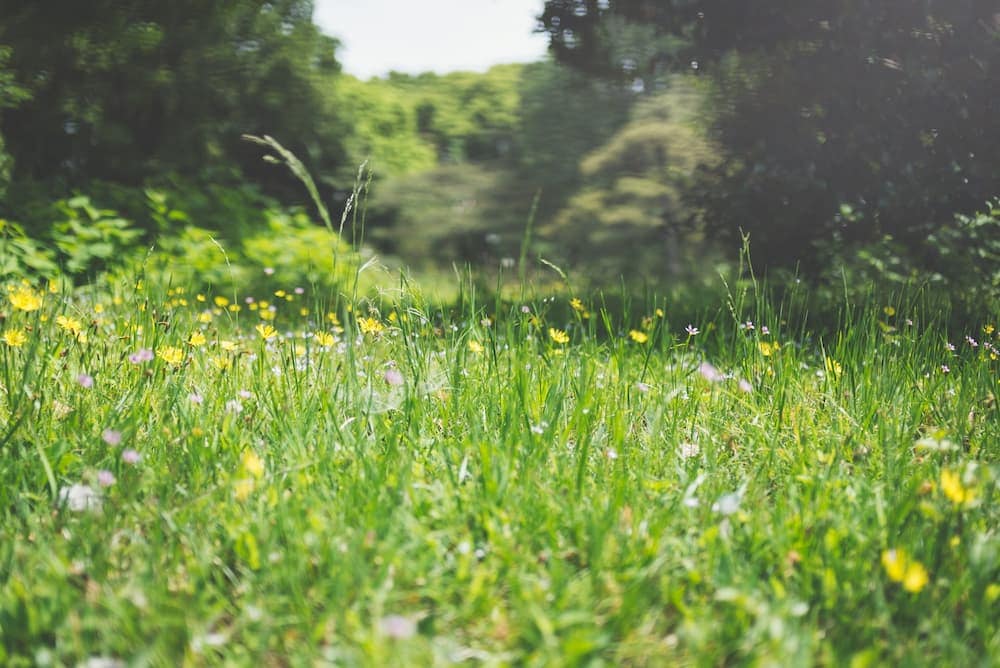 photo of grass