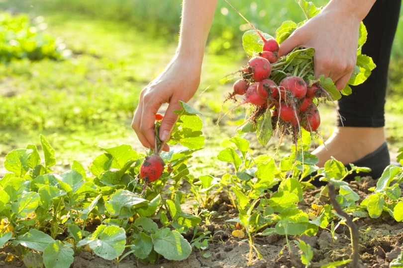 picking radishes in the garden