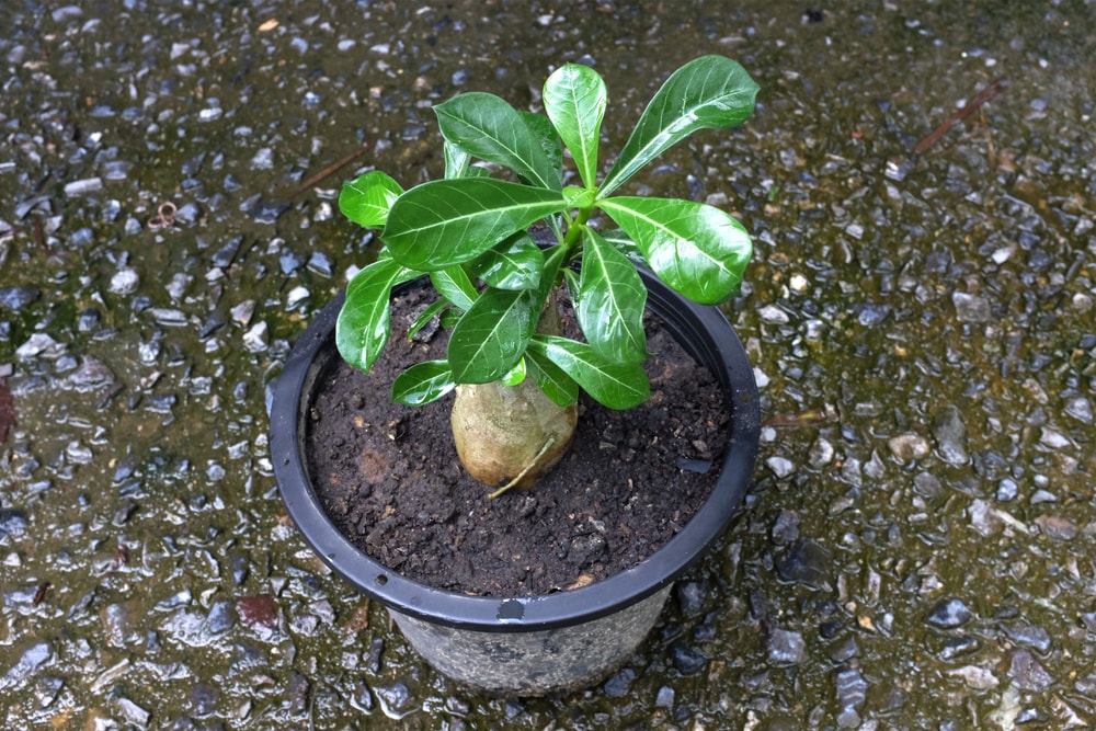 plumeria-plant-in-pot