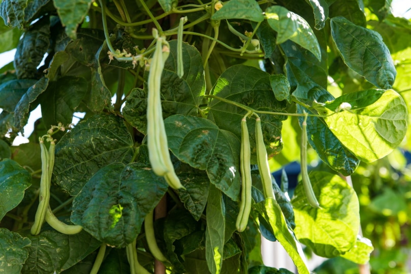 pole beans