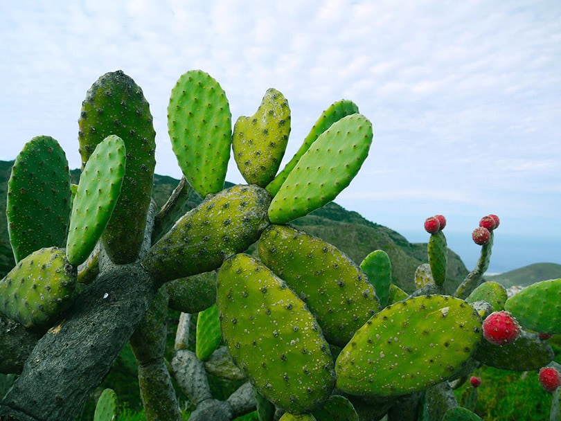 prickly pear succulent