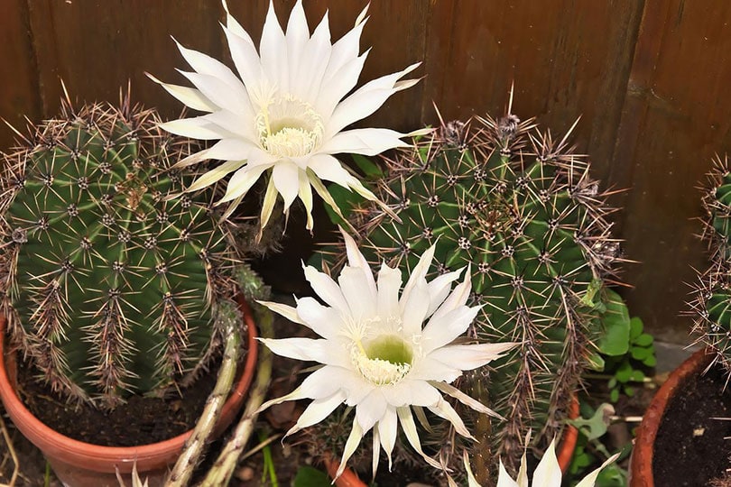 queen of the night succulent in pots