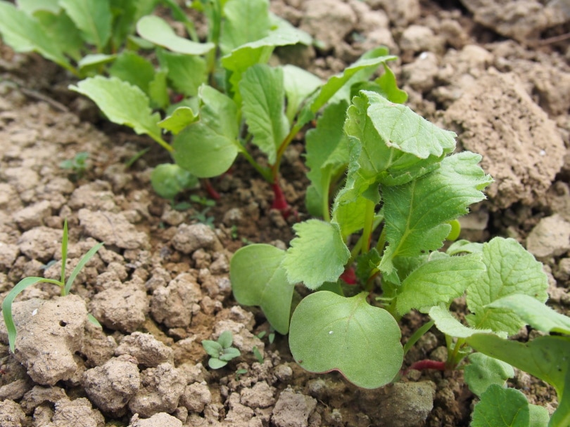 radishes planting