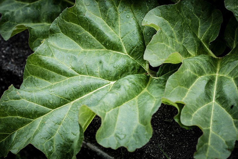 rhubarb leaves