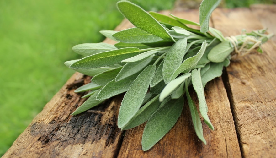 sage bunch on wooden table