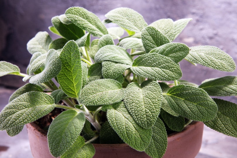 sage plant in clay pot