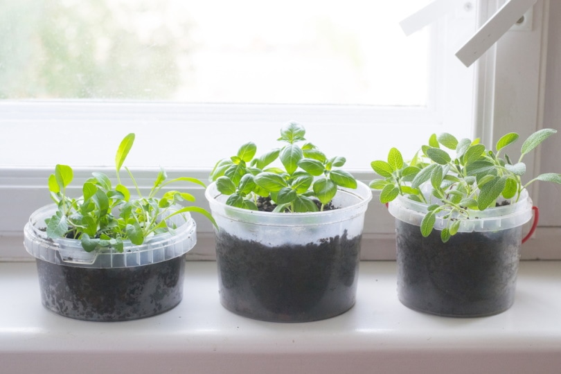 sage plant near window
