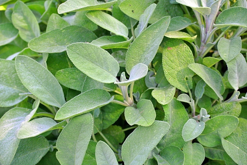 sage plant