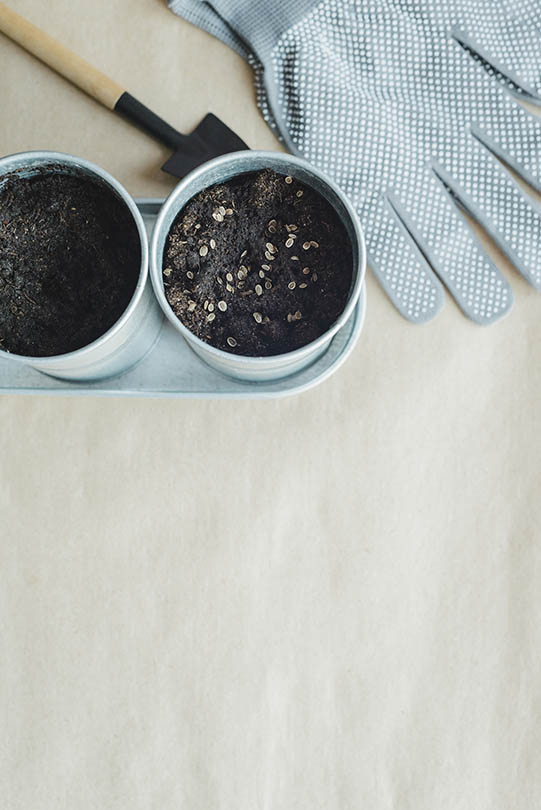 seeds of parsley and other herbs planted on metal pots