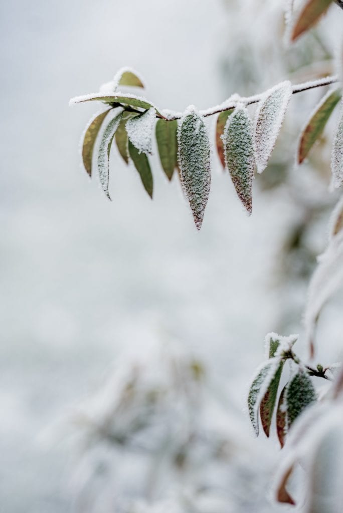 snow on leaves