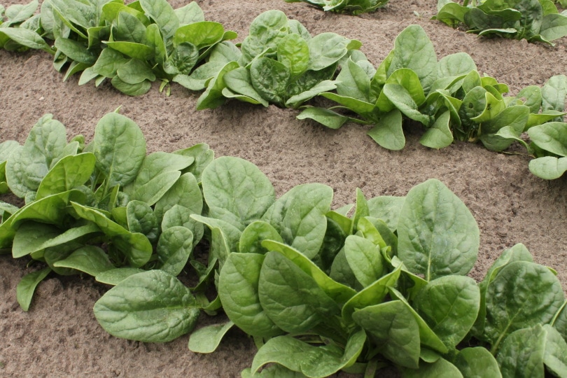 spinach in plant beds