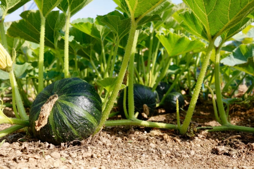 squash in vegetable garden